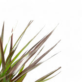 Dracaena reflexa var. angustifolia 'Magenta' close-up of leaf on white background.