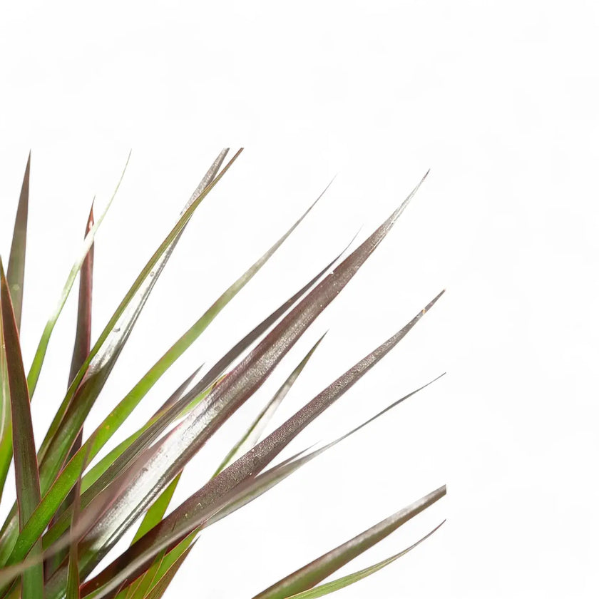 Dracaena reflexa var. angustifolia 'Magenta' – Blattdetail vor weißem Hintergrund..