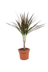 Dracaena reflexa var. angustifolia 'Magenta' potted plant in nursery pot on white background.