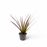 Dracaena reflexa var. angustifolia 'Magenta' potted plant in nursery pot on white background.