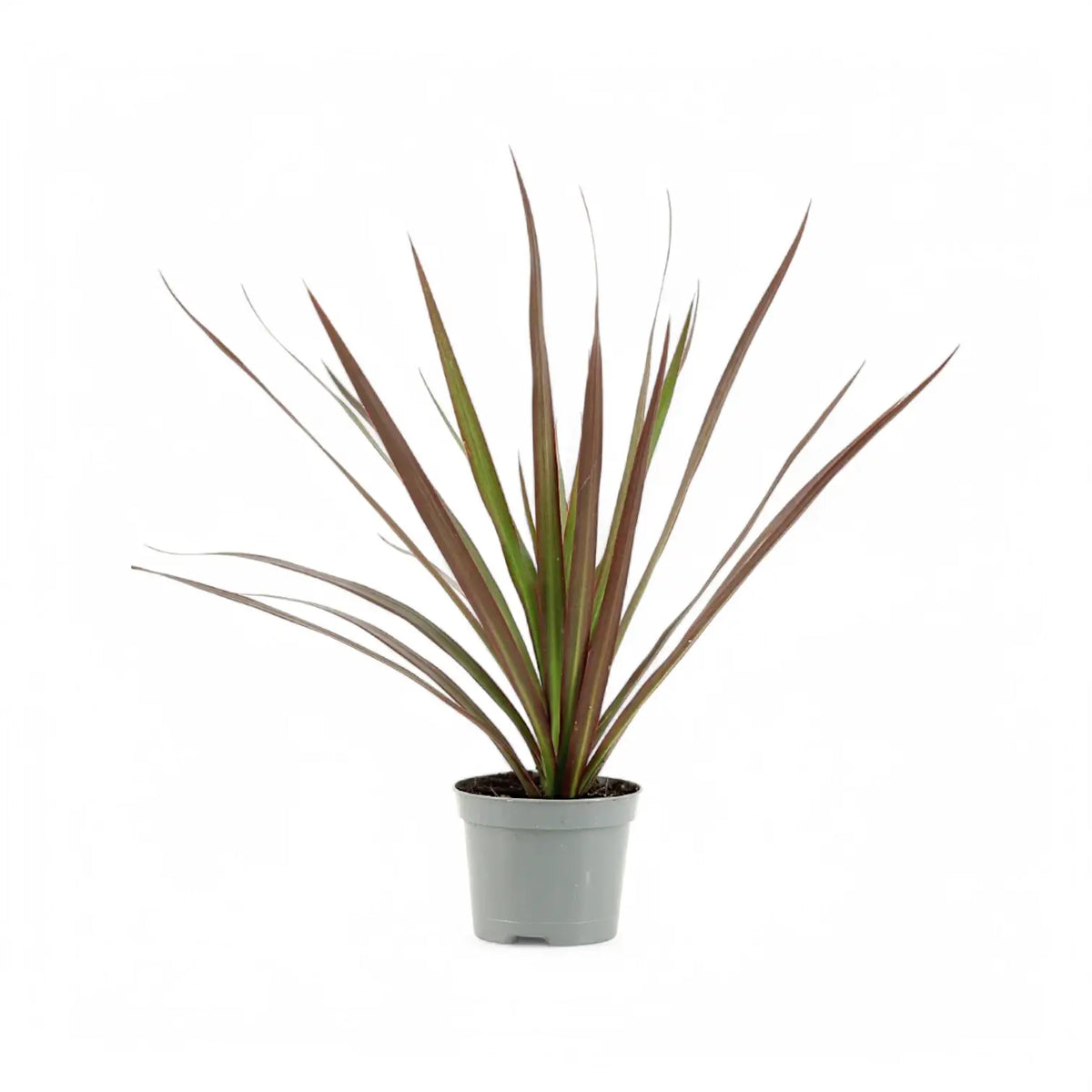 Dracaena reflexa var. angustifolia 'Magenta' potted plant in nursery pot on white background.