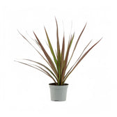 Dracaena reflexa var. angustifolia 'Magenta' potted plant in nursery pot on white background.