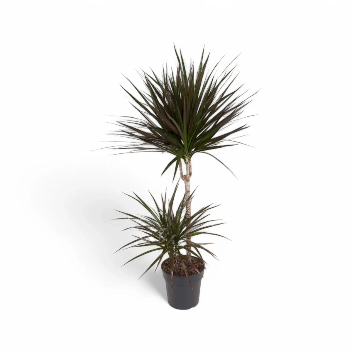 Dracaena reflexa var. angustifolia 'Magenta' potted plant in nursery pot on white background.