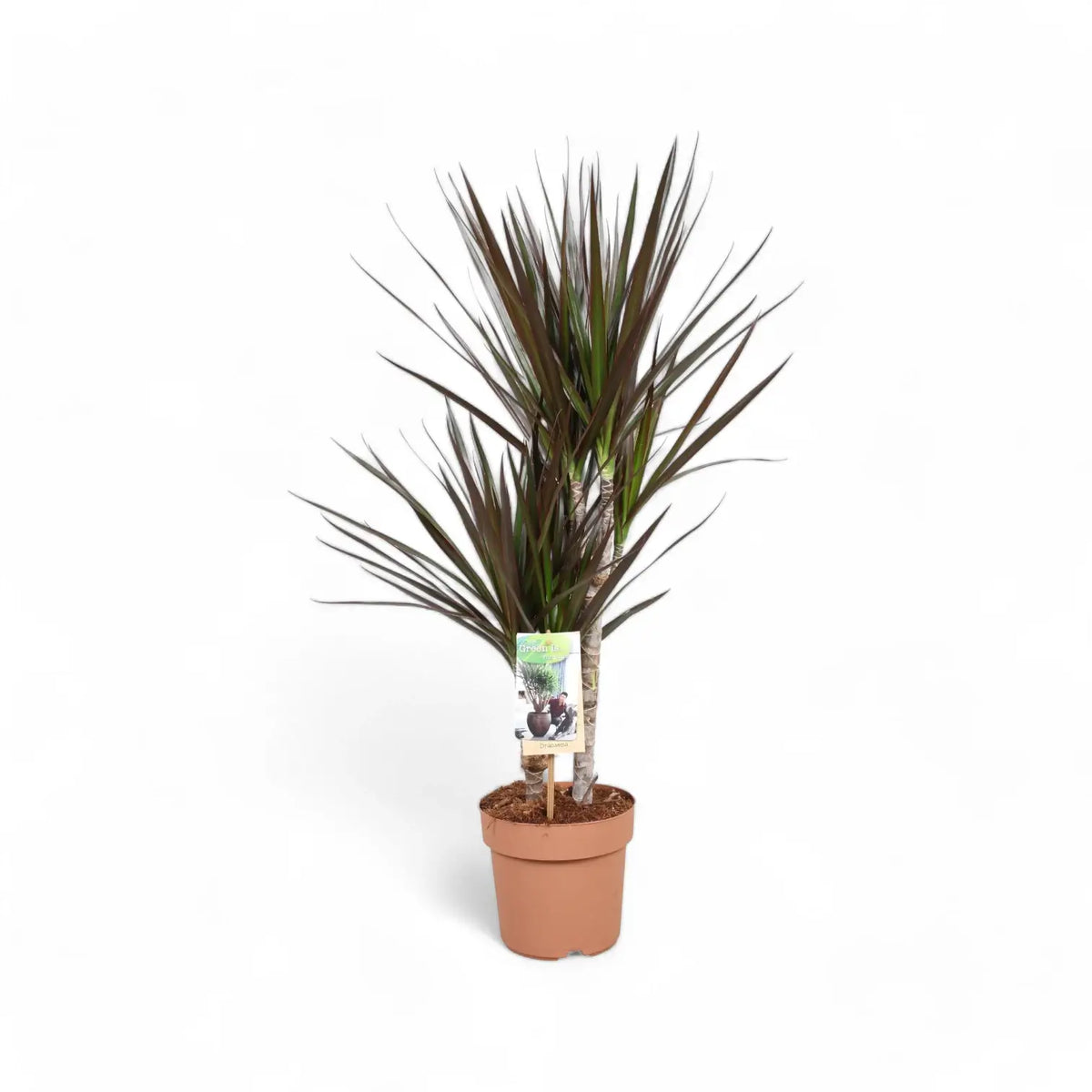 Dracaena reflexa var. angustifolia 'Magenta' potted plant in nursery pot on white background.