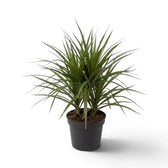 Mittelgroße Dracaena reflexa var. angustifolia mit schmalen, glänzenden grünen Blättern und roten Blatträndern