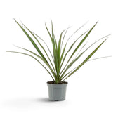 Kleine Dracaena reflexa var. angustifolia mit schmalen, glänzenden grünen Blättern und roten Blatträndern