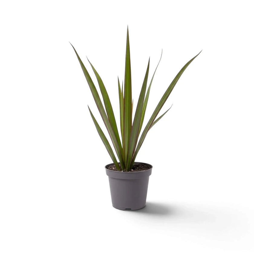 Small Dracaena reflexa var. angustifolia with narrow glossy green leaves edged in red