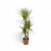 Dracaena reflexa var. angustifolia 'Sunray' – Topfpflanze im Kulturtopf vor weißem Hintergrund, Produktfoto 4.