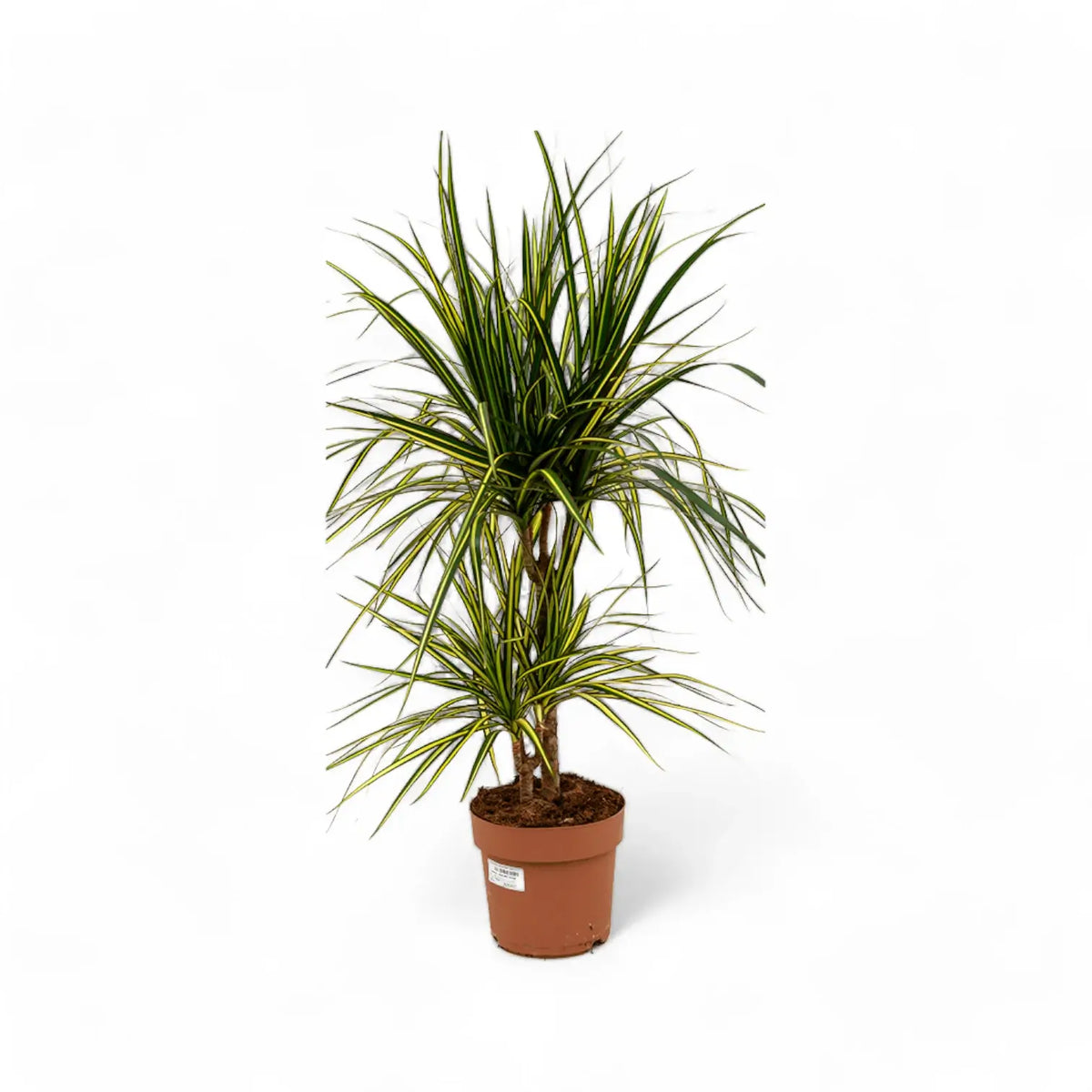 Dracaena reflexa var. angustifolia 'Sunray' – Topfpflanze im Kulturtopf vor weißem Hintergrund, Produktfoto 6.