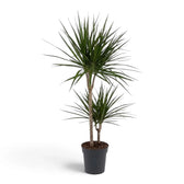 Dracaena reflexa var. angustifolia in Größe XL mit schmalen, glänzenden grünen Blättern und roten Blatträndern