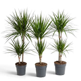 Dracaena reflexa var. angustifolia in Größe XL mit schmalen, glänzenden grünen Blättern und roten Blatträndern