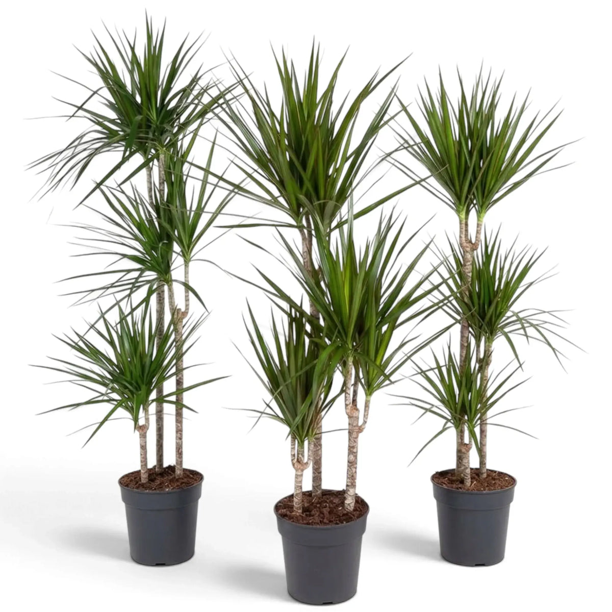 Dracaena reflexa var. angustifolia in Größe XXL mit schmalen, glänzenden grünen Blättern und roten Blatträndern