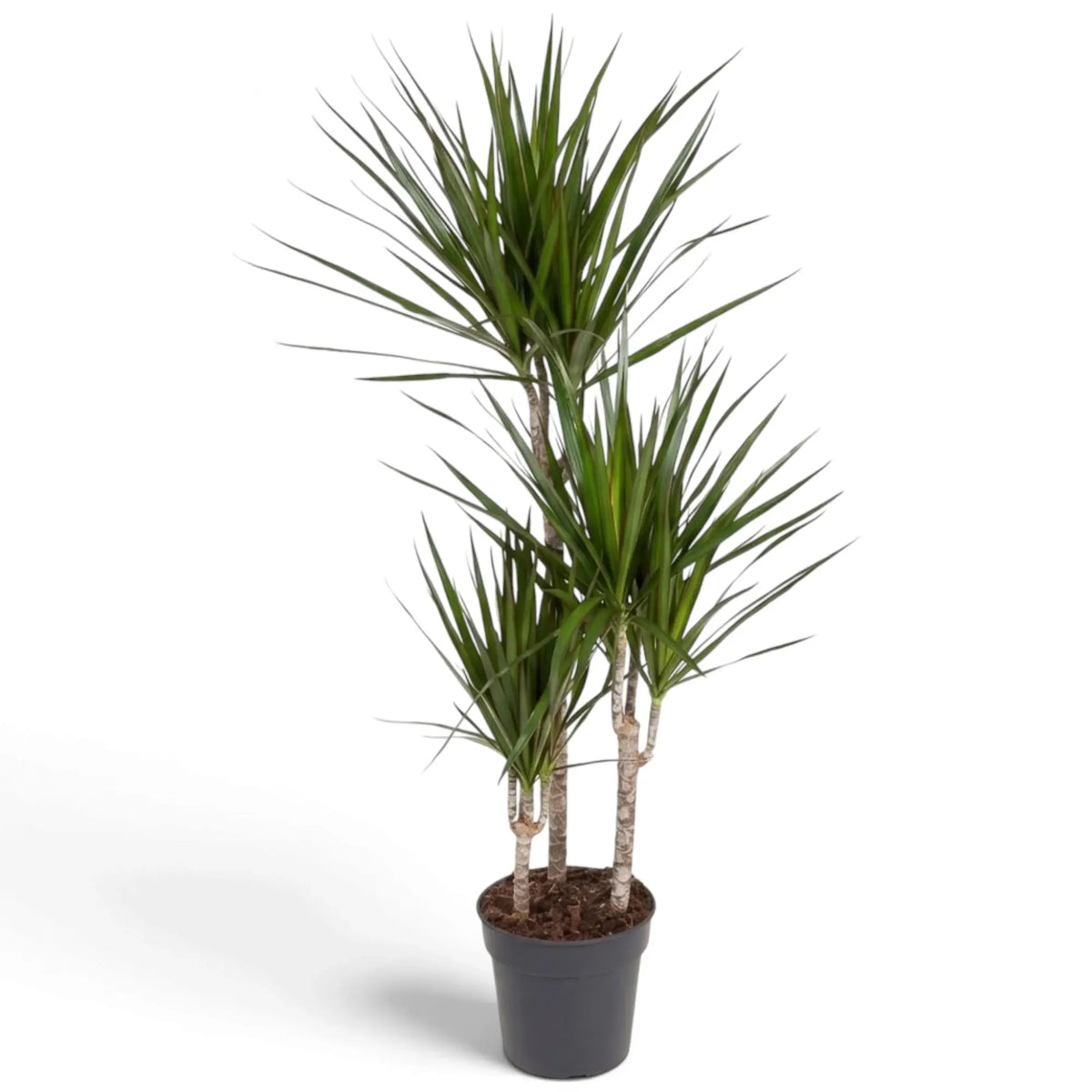 Dracaena reflexa var. angustifolia in Größe XXL mit schmalen, glänzenden grünen Blättern und roten Blatträndern