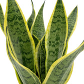Detailaufnahme des Laubs von Dracaena trifasciata ‘Superba’ mit grüner Querzeichnung und goldgelben Blatträndern