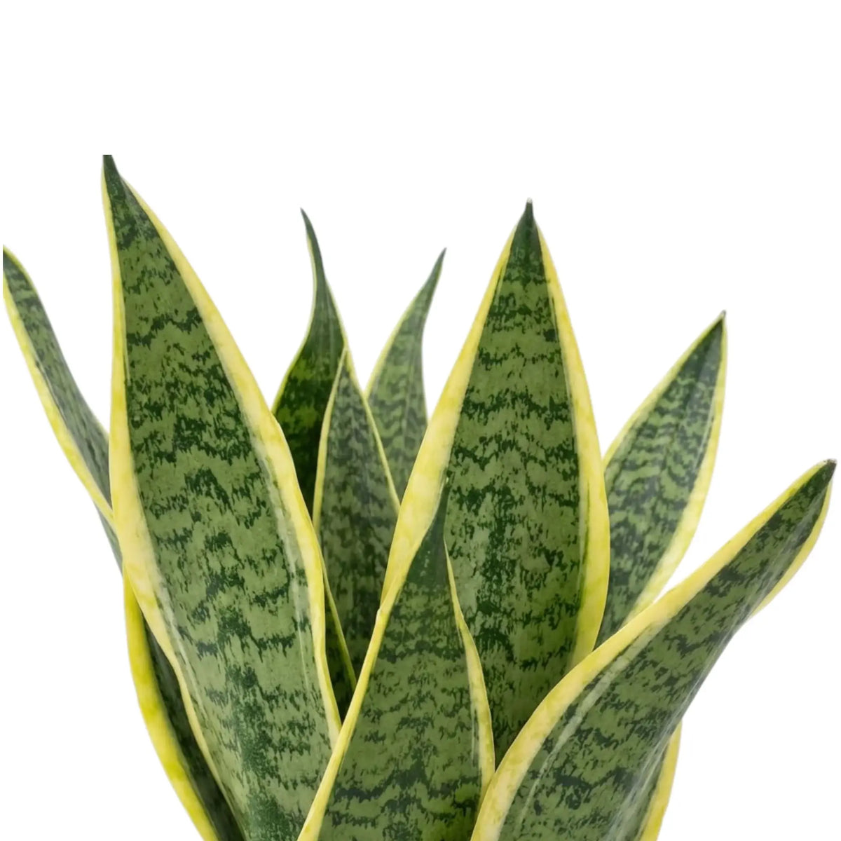 Nahaufnahme überlappender Blätter von Dracaena trifasciata ‘Superba’ mit graugrünen Blattmitten und gelben Rändern