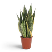 Große Dracaena trifasciata ‘Superba’ mit breiten graugrünen Blättern und gelben Rändern