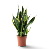 Große Dracaena trifasciata ‘Superba’ im Topf mit dichten aufrechten Blattfächern aus grün-gelb gemusterten Blättern