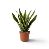 Dracaena trifasciata ‘Superba’ im Topf mit kompakten aufrechten Blattfächern und gelben Blatträndern