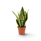 Dracaena trifasciata ‘Superba’ mit graugrünen Blättern, dunkler Querzeichnung und gelben Rändern