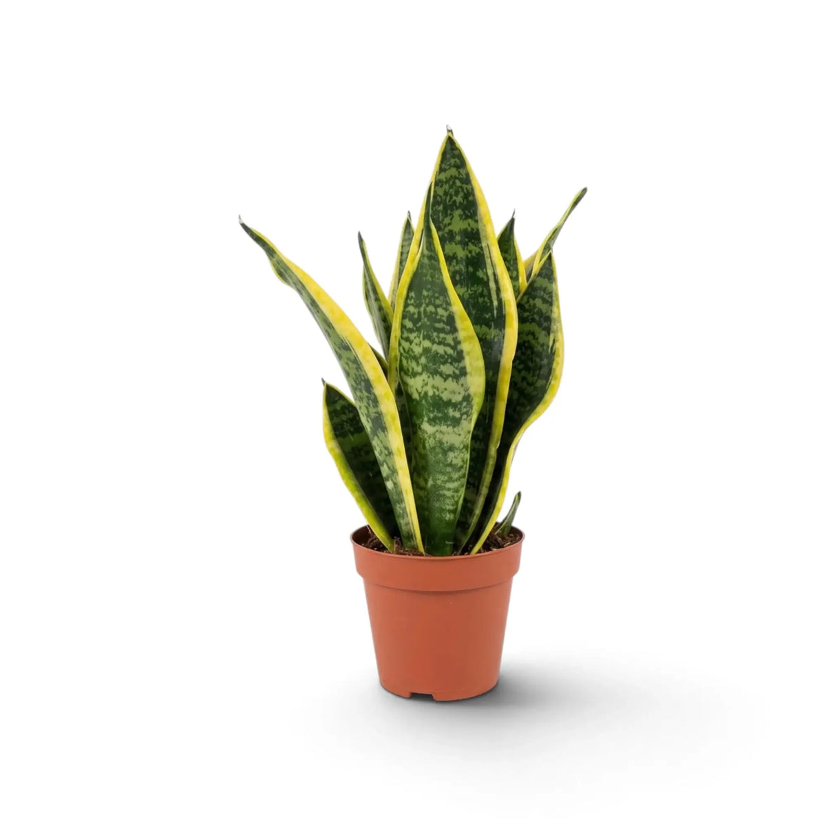 Dracaena trifasciata ‘Superba’ mit graugrünen Blättern, dunkler Querzeichnung und gelben Rändern