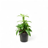 Dracaena surculosa Zimmerpflanze im Anzuchttopf vor weißem Hintergrund, Produktfoto 2.