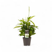 Dracaena surculosa Zimmerpflanze im Anzuchttopf vor weißem Hintergrund, Produktfoto 3.