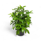 Dracaena surculosa Zimmerpflanze im Anzuchttopf vor weißem Hintergrund, Produktfoto 5.
