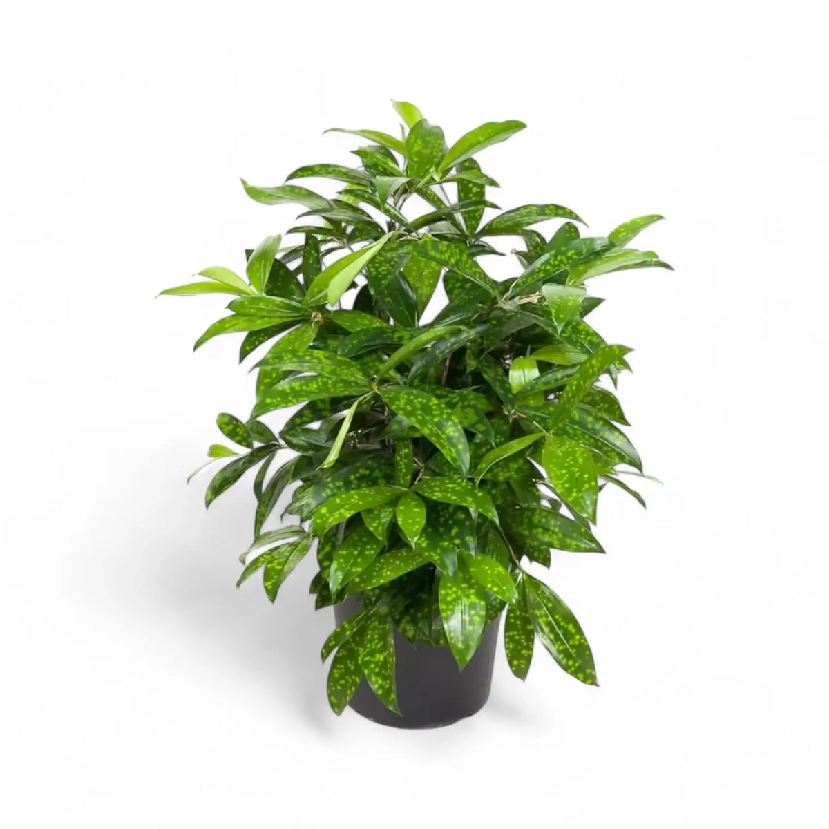 Dracaena surculosa Zimmerpflanze im Anzuchttopf vor weißem Hintergrund, Produktfoto 5.