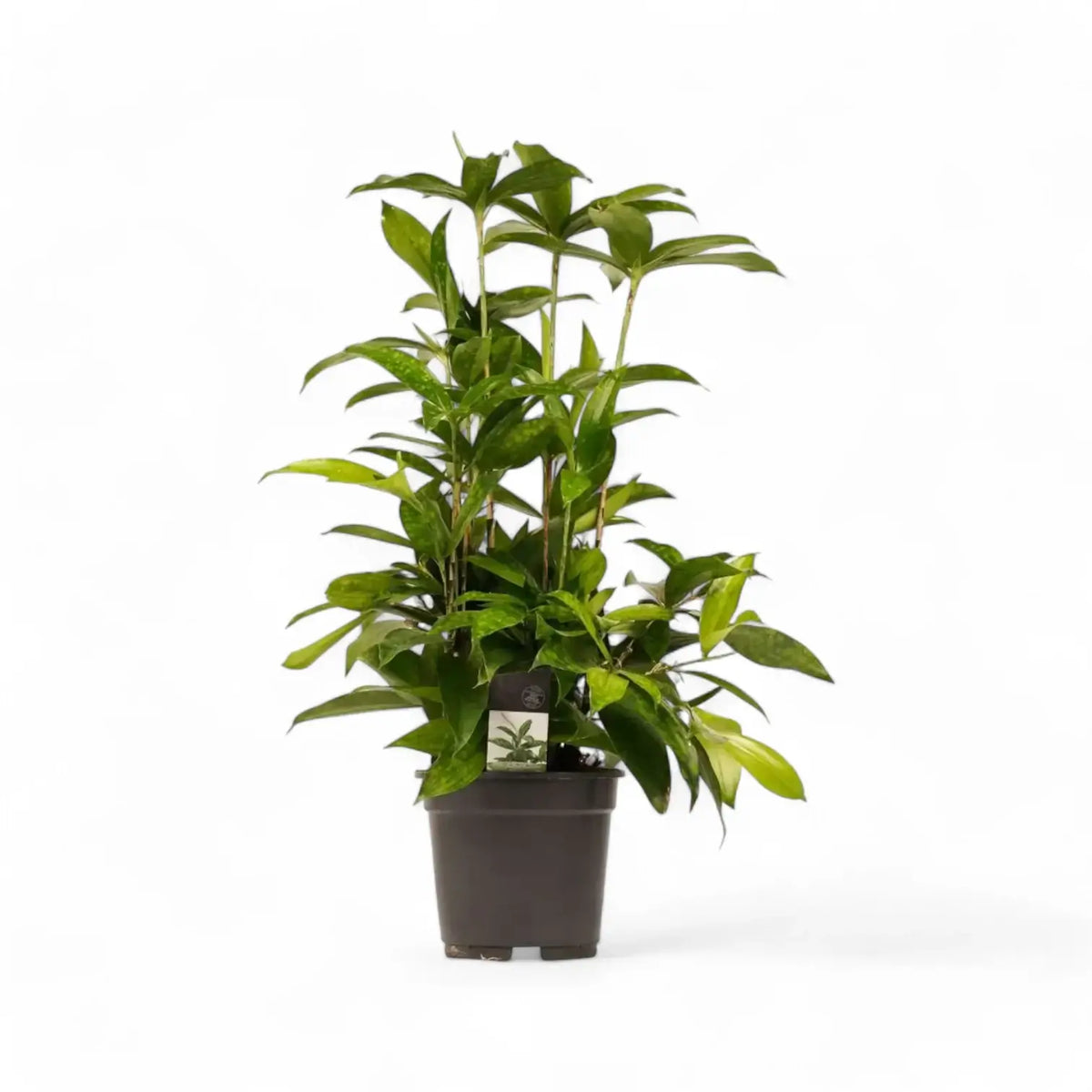 Dracaena surculosa Zimmerpflanze im Anzuchttopf vor weißem Hintergrund, Produktfoto 6.