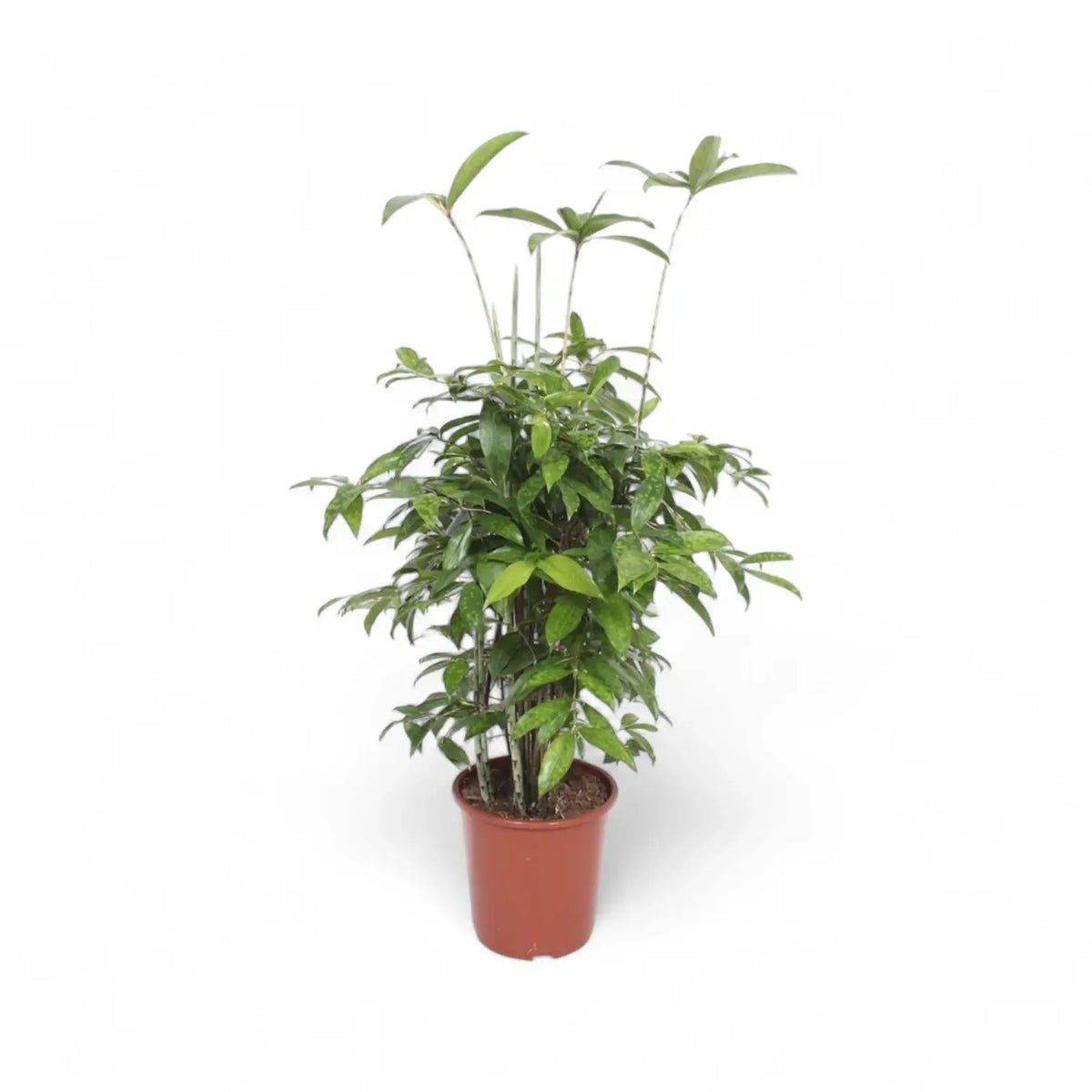 Dracaena surculosa Zimmerpflanze im Anzuchttopf vor weißem Hintergrund, Produktfoto 7.