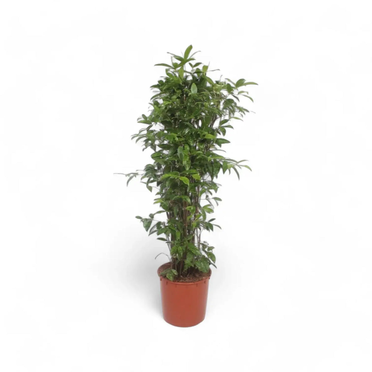 Dracaena surculosa Zimmerpflanze im Anzuchttopf vor weißem Hintergrund, Produktfoto 8.