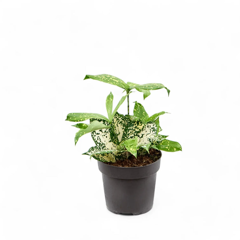 Dracaena surculosa var. surculosa 'Florida beauty' Zimmerpflanze im Anzuchttopf vor weißem Hintergrund, Produktfoto 2.