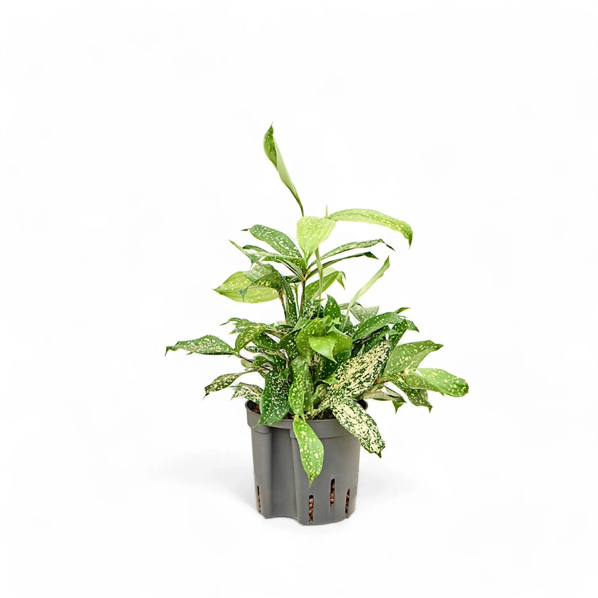 Dracaena surculosa var. surculosa 'Florida beauty' potted plant in nursery pot on white background.
