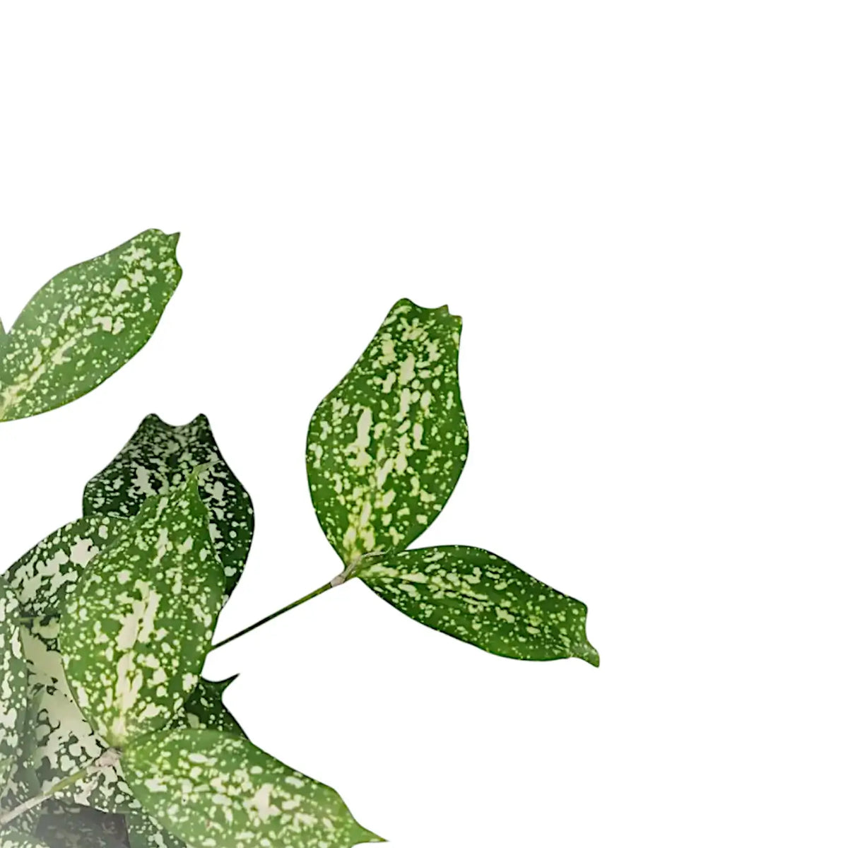 Dracaena surculosa var. surculosa 'Florida beauty' potted plant in nursery pot on white background.