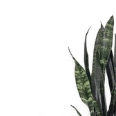 Dracaena (Sansevieria) trifasciata 'Black Coral' leaf detail on white background.