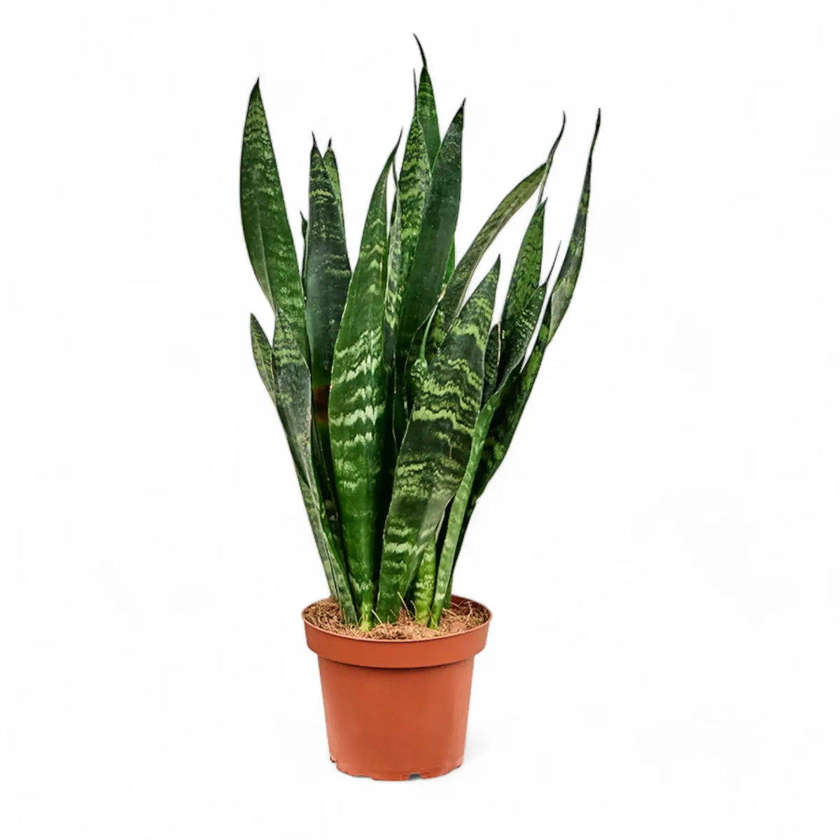 Dracaena (Sansevieria) trifasciata 'Black Coral' potted plant in nursery pot on white background.