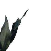 Dracaena (Sansevieria) trifasciata 'Black Diamond' – Blattdetail vor weißem Hintergrund.