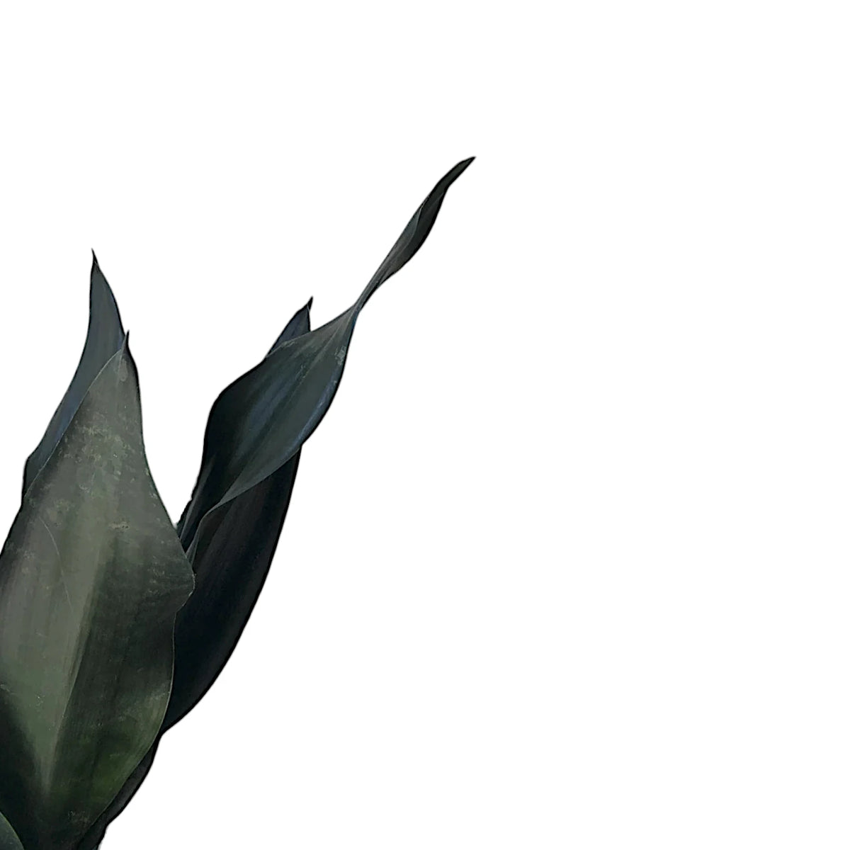 Dracaena (Sansevieria) trifasciata 'Black Diamond' – Blattdetail vor weißem Hintergrund.