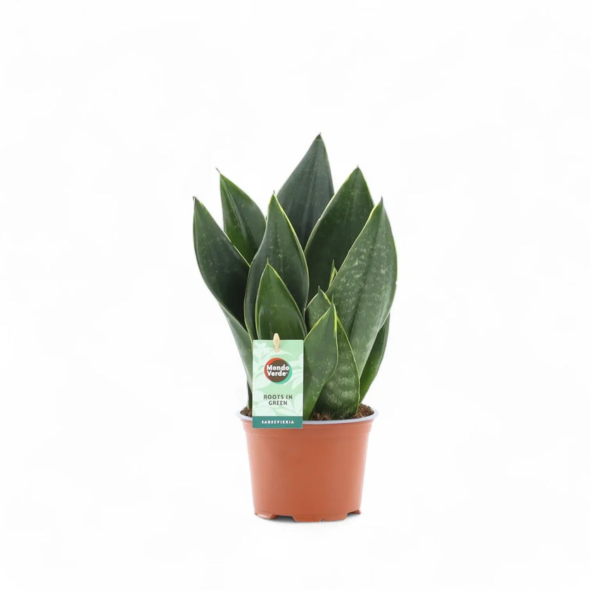 Dracaena (Sansevieria) trifasciata 'Black Diamond' potted plant in nursery pot on white background.
