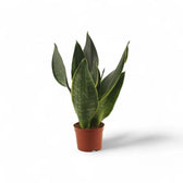 Dracaena (Sansevieria) trifasciata 'Black Diamond' Zimmerpflanze im Anzuchttopf vor weißem Hintergrund, Produktfoto 3.