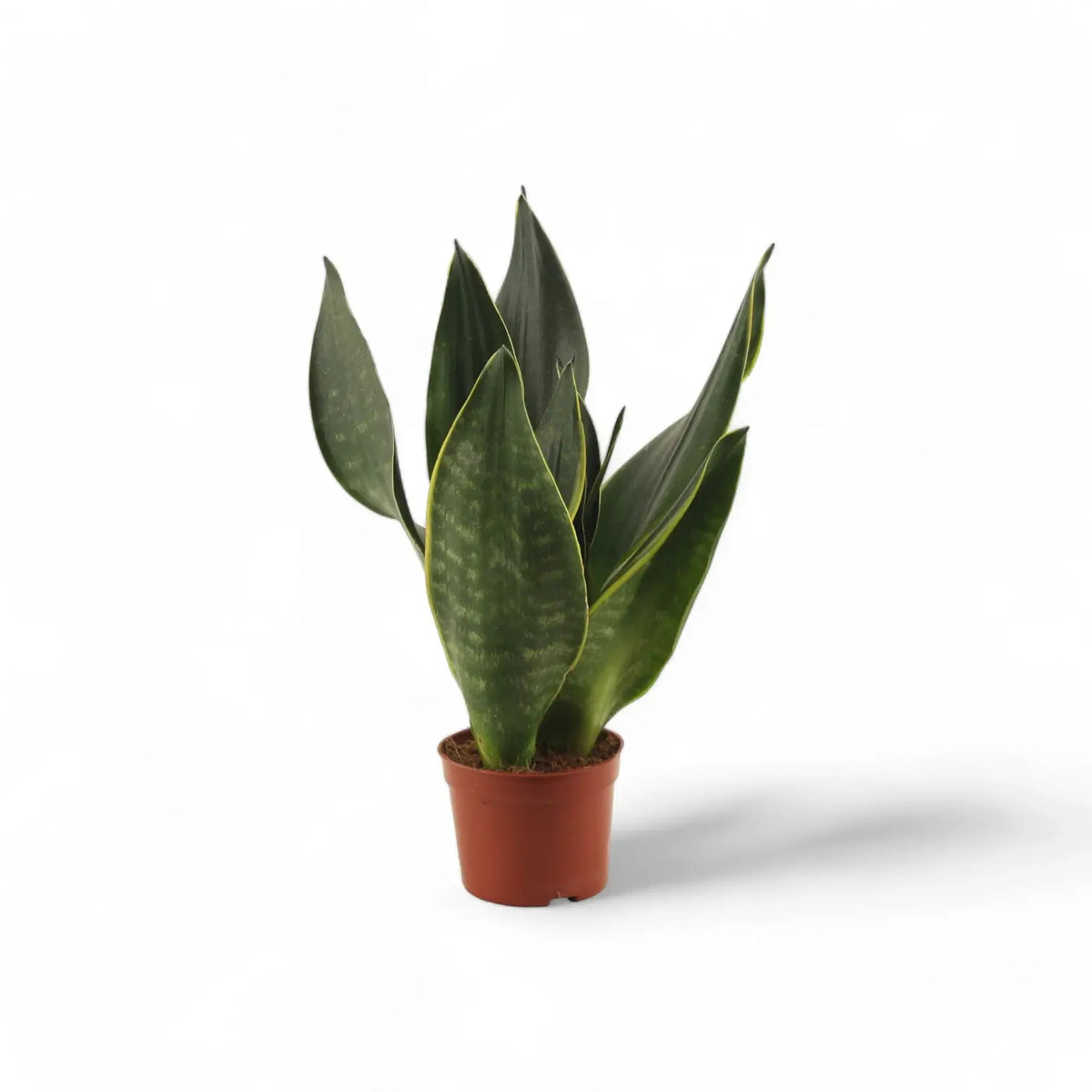 Dracaena (Sansevieria) trifasciata 'Black Diamond' Zimmerpflanze im Anzuchttopf vor weißem Hintergrund, Produktfoto 3.