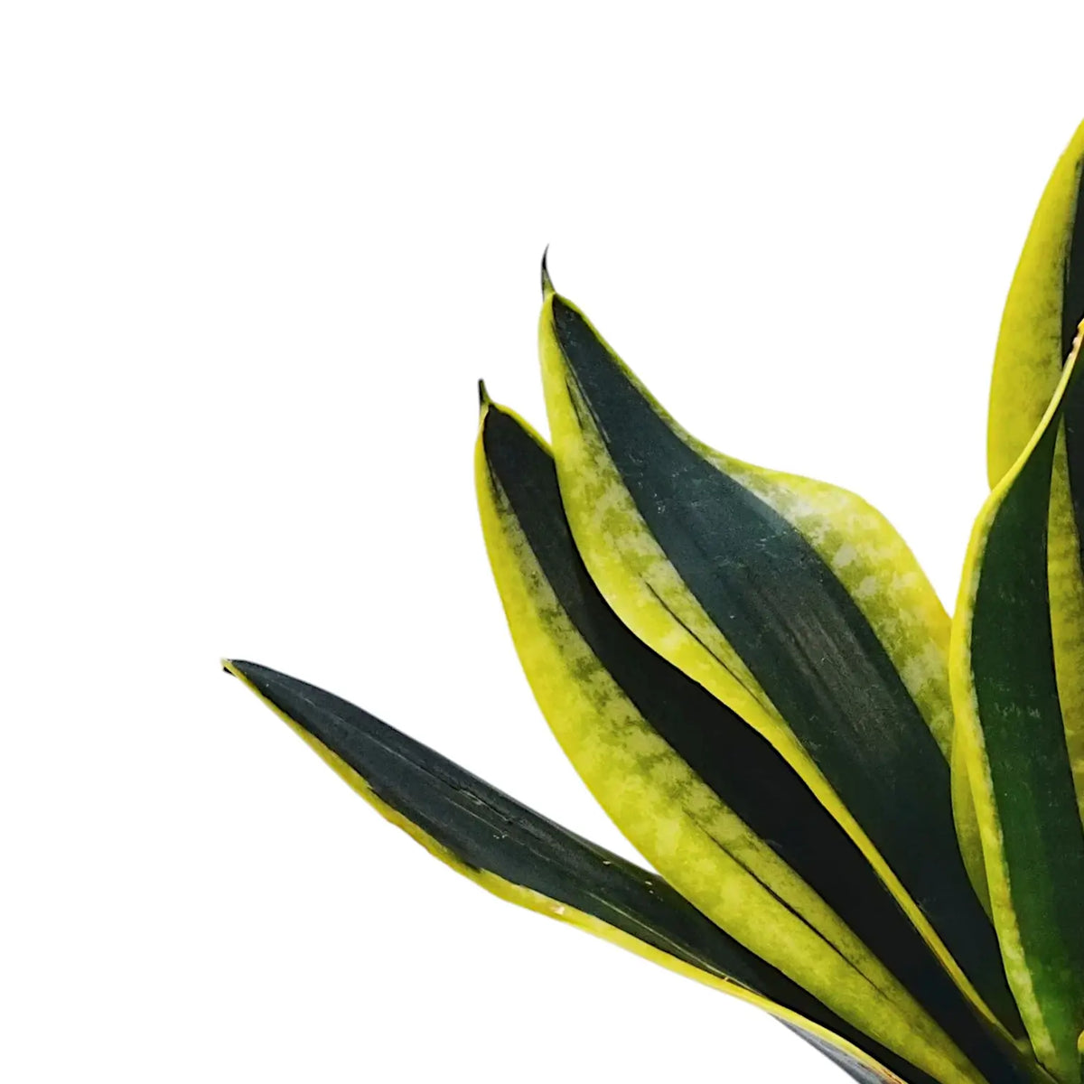 Dracaena (Sansevieria) trifasciata 'Gold Flame' – Blattdetail vor weißem Hintergrund..