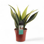 Dracaena (Sansevieria) trifasciata 'Gold Flame' Zimmerpflanze im Anzuchttopf vor weißem Hintergrund, Produktfoto 2.
