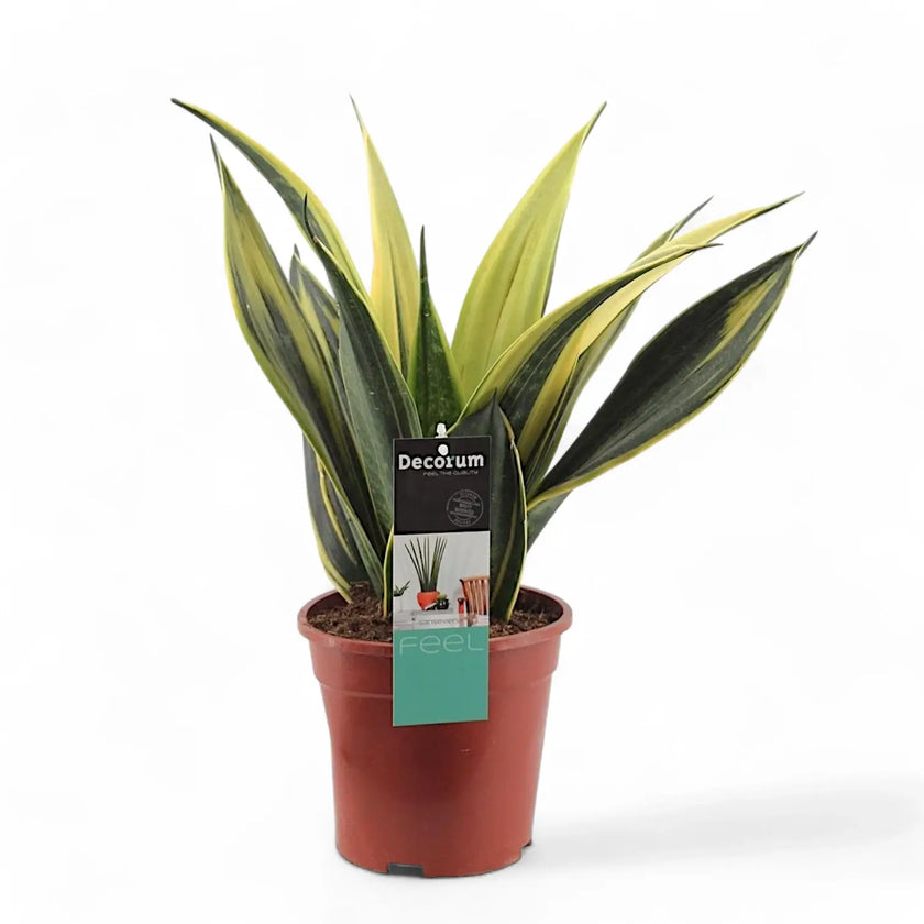 Dracaena (Sansevieria) trifasciata 'Gold Flame' Zimmerpflanze im Anzuchttopf vor weißem Hintergrund, Produktfoto 2.