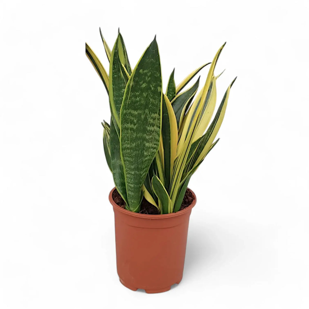Dracaena (Sansevieria) trifasciata 'Gold Flame' Zimmerpflanze im Anzuchttopf vor weißem Hintergrund, Produktfoto 3.