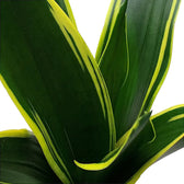 Dracaena (Sansevieria) trifasciata 'Golden Diamond' – Blattdetail vor weißem Hintergrund..