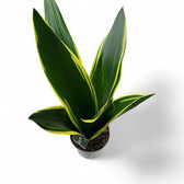 Dracaena (Sansevieria) trifasciata 'Golden Diamond' Zimmerpflanze im Anzuchttopf vor weißem Hintergrund, Produktfoto 2.
