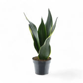 Dracaena (Sansevieria) trifasciata 'Golden Diamond' Zimmerpflanze im Anzuchttopf vor weißem Hintergrund, Produktfoto 3.