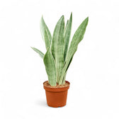 Dracaena (Sansevieria) trifasciata 'Metallica' potted plant in nursery pot on white background.