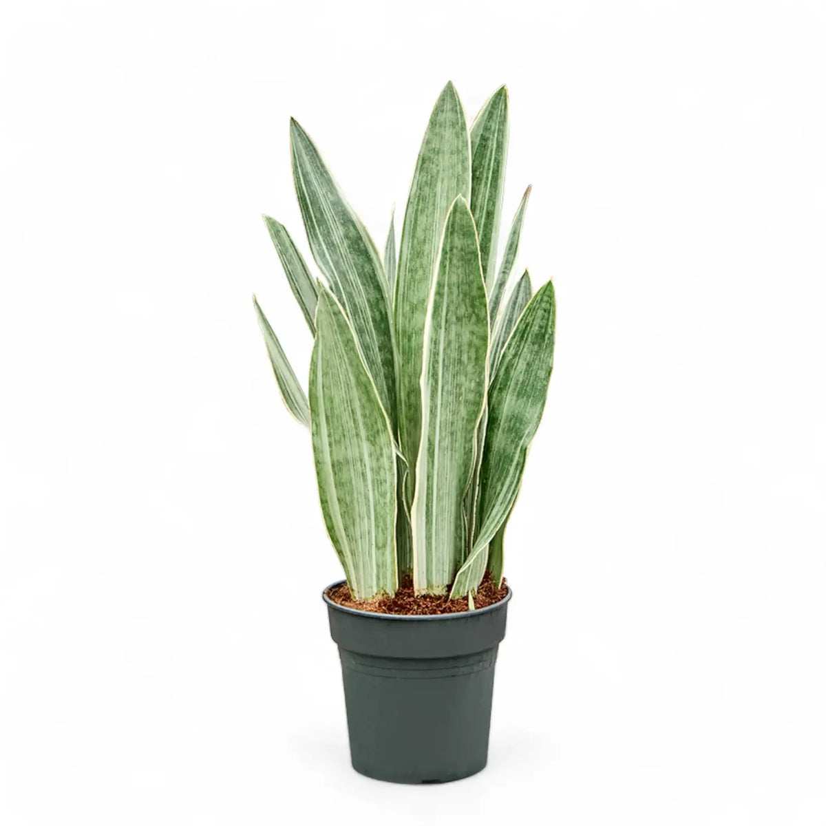 Dracaena (Sansevieria) trifasciata 'Metallica' potted plant in nursery pot on white background.